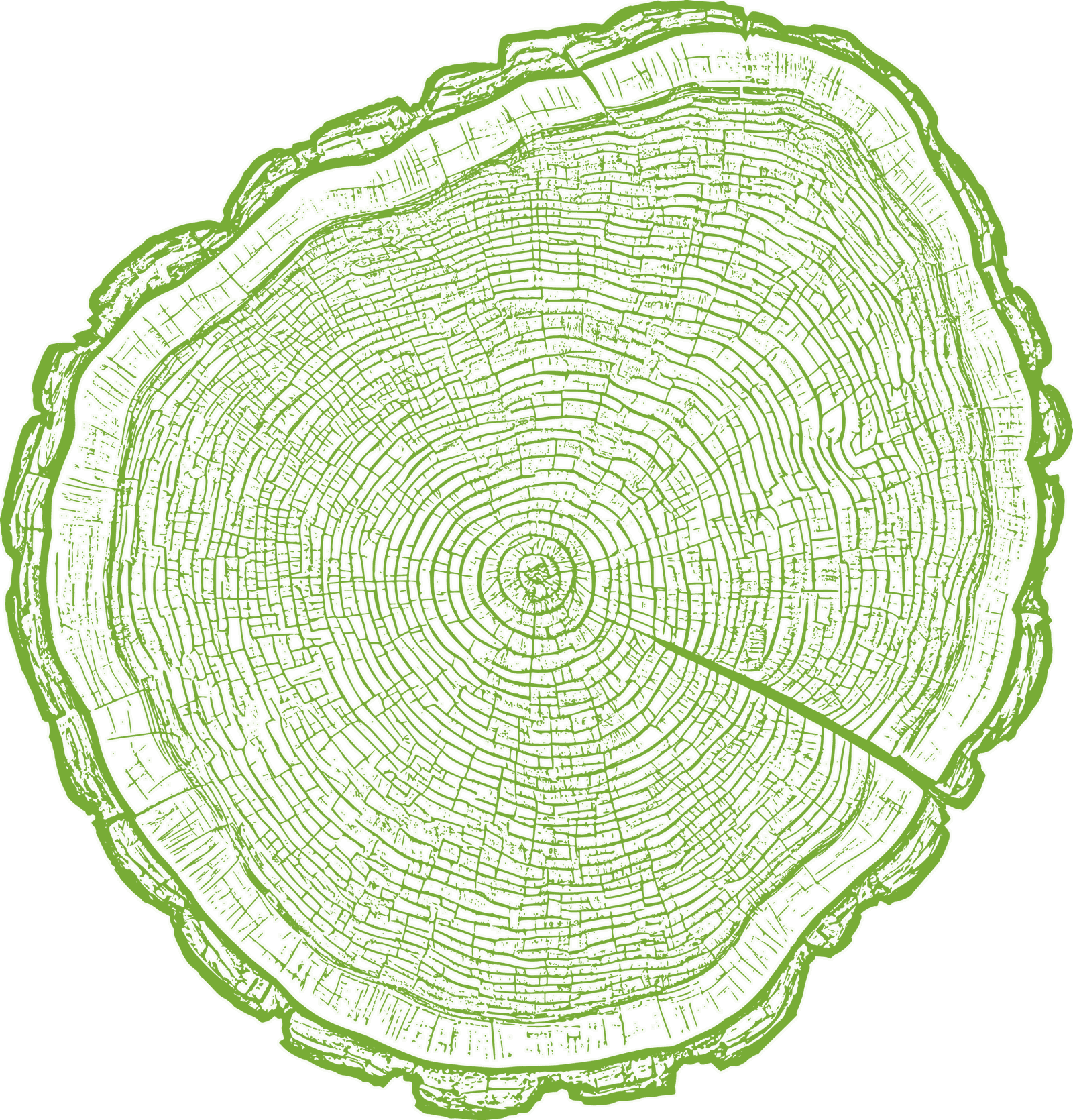 Cross-section of a tree trunk showing growth rings.